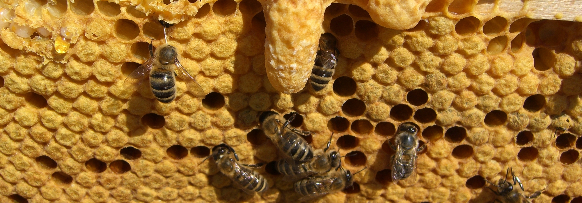 Bienenzuchtverein Rodaun